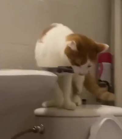 chance of being killed by a cat is small, but never equal to zero