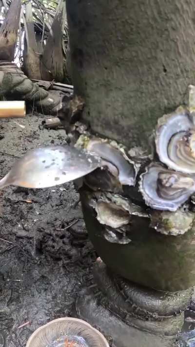 Would this honestly be considered foraging?