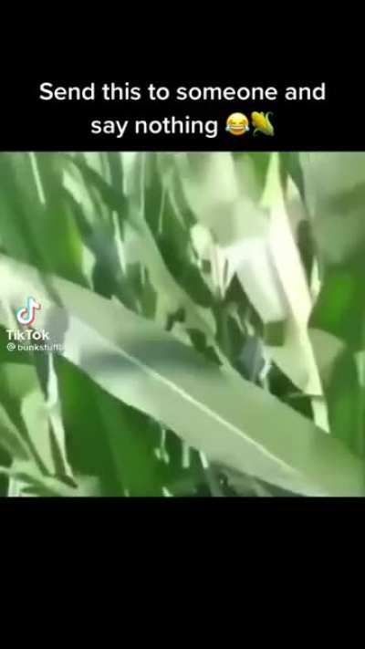 Oh my god! It's corn!
