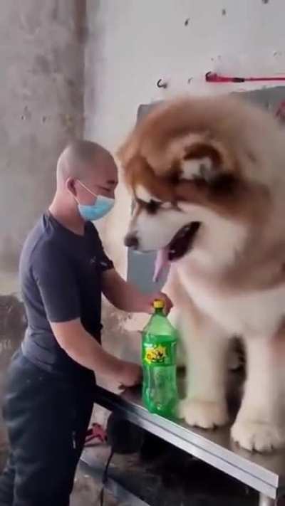 A giant Alaskan Malamute