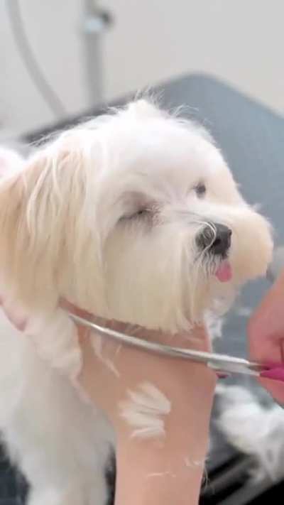 Grooming a Maltese puppy