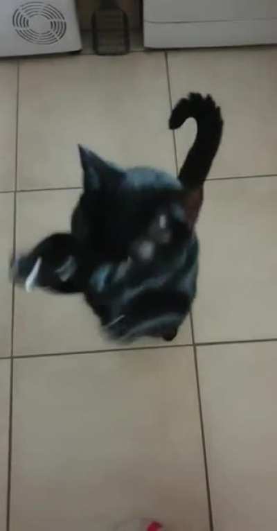 As requested, a video of Treacle standing and yelling for his treats (please ignore my voice lmao)
