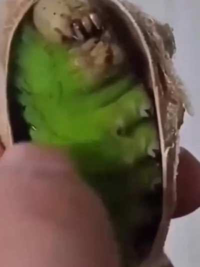 antlion grub irl