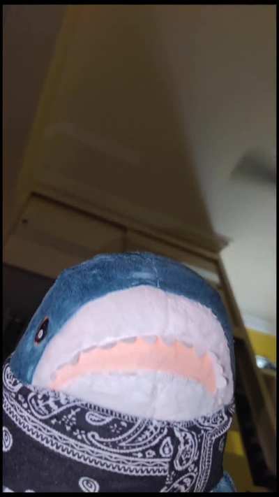 Ain't that right 😂🦈