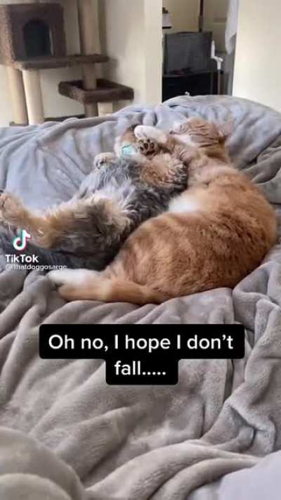 He Fell in Love