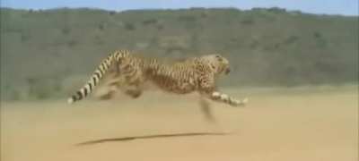 A cheetah running at full speed