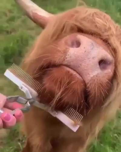 Fearghal&rsquo;s favourite pastime? Getting his neck scratched 🥰 I think it&rsquo;s fair to say the Mullaghderg Highlanders have a good life 😎