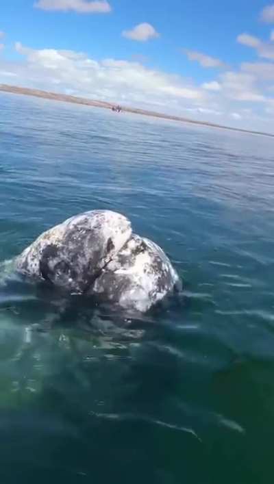 This whale has built up years of trust with this boat captain at the calving lagoon of Ojo de Liebre to remove lice from it&rsquo;s head.