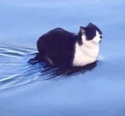 Котик