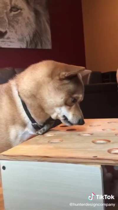 I guess he really wanted the sausage