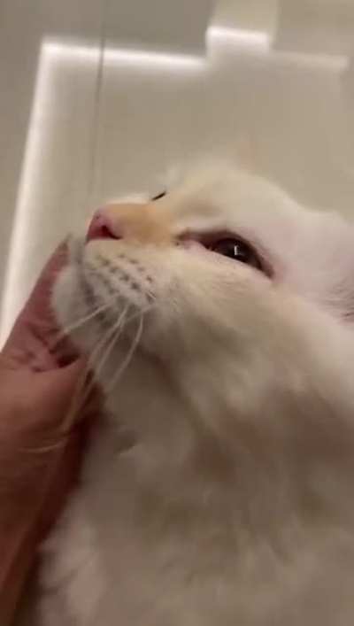 My purry boi