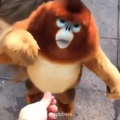 uyuyuy