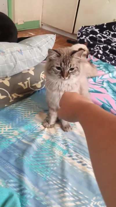 Do not trust cute cats