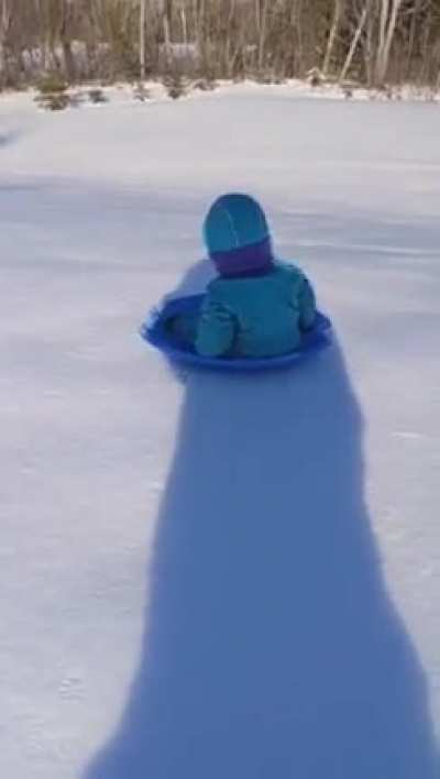 sledding in the path of a dog taking a poo ........
