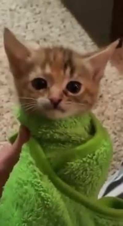 Meeeeew