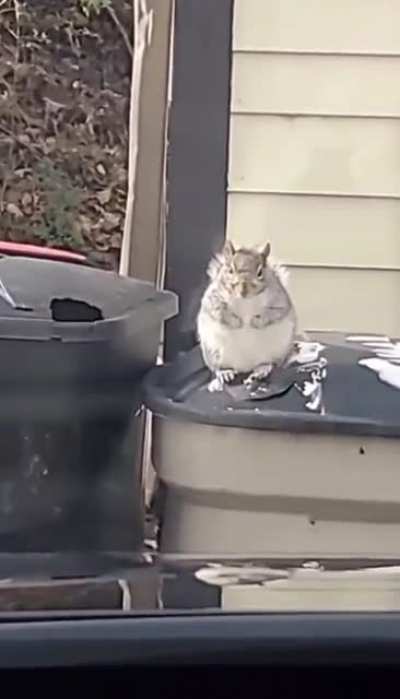 Squirrel 🐿