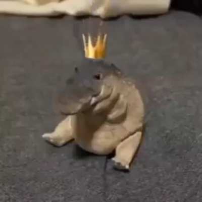 King K Rule