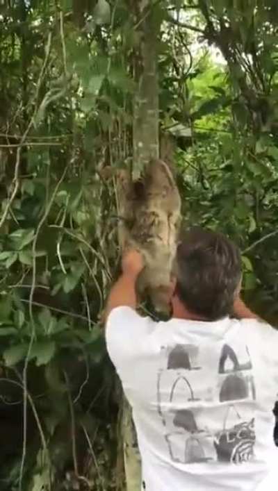 A Human helping a Sloth.