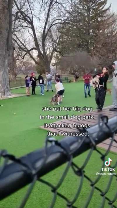 Incompetent dog owner goes ballistic at the dog park.