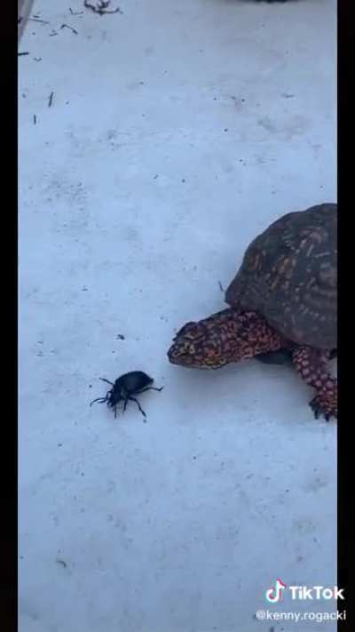 Get &lsquo;em Fred