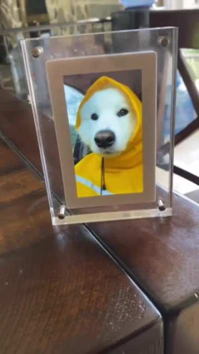 Cute dog video