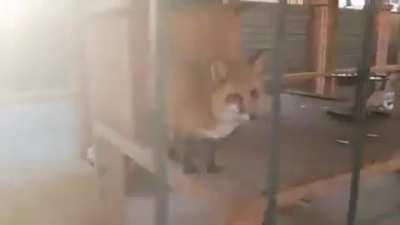 Fox&rsquo;s make the strangest of sounds..