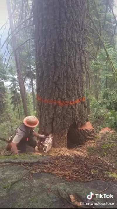 Logger survives a &ldquo;barber chair&rdquo;: a tree that splits and kicks out into random directions instead of falling as intended