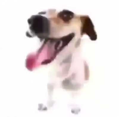 Dawg