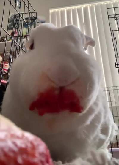 Just a bun enjoying his fresh victim—I mean food!!!