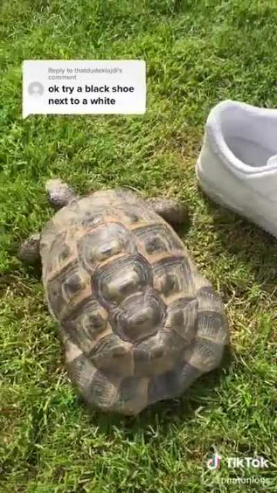 racist turtle