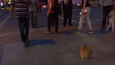 A cat in a busy street of Istanbul