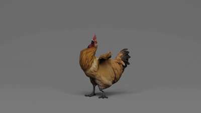new chicken update wen?
