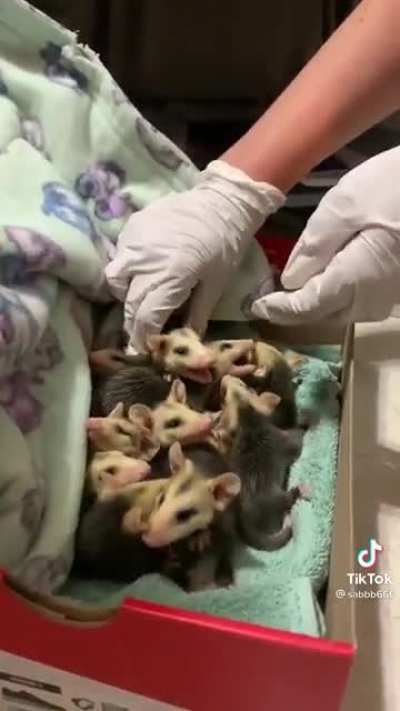 Cute rodents