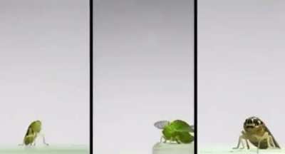 Bugs life
