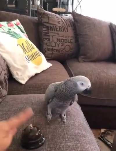 Magical little bird