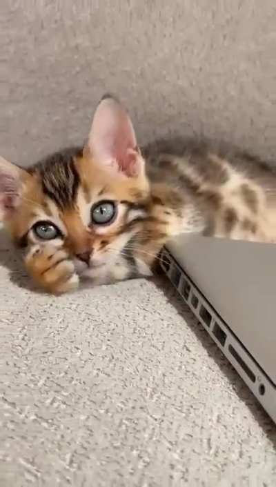 Cute or no