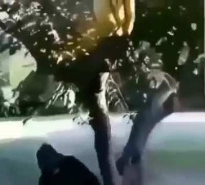 banano