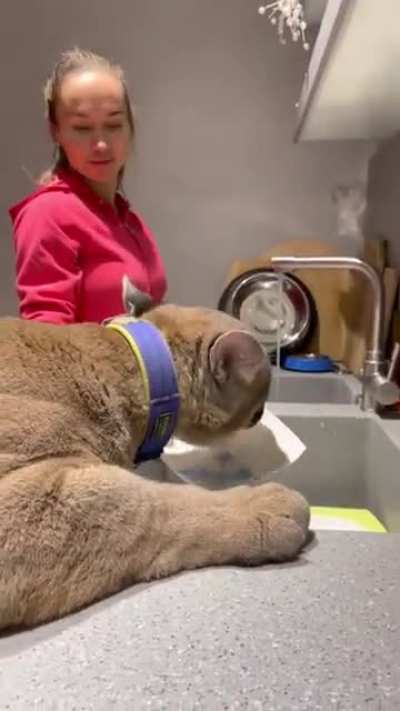 Puma as dishwasher