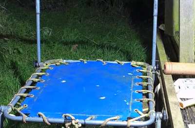 Stoat discovers trampoline
