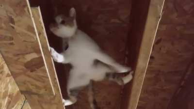 Calypso is a climber!