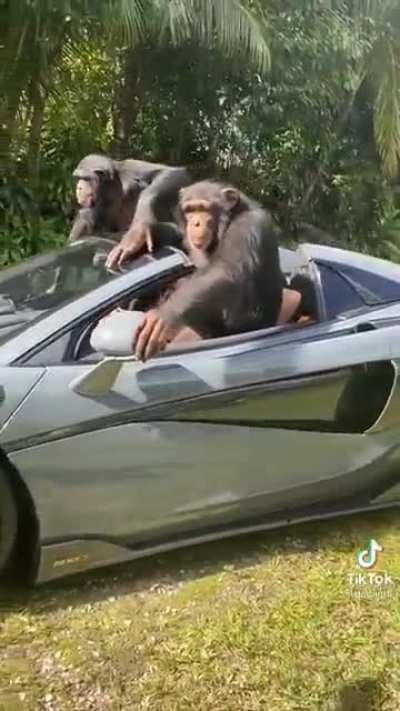 hooman see me rollin&rsquo;, they hatin&rsquo;