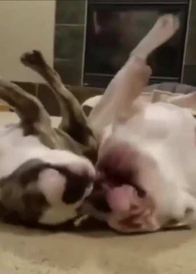 Their nicknames are Statler and Waldorf - Dog