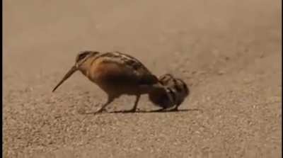 Woodcock worm detector dance