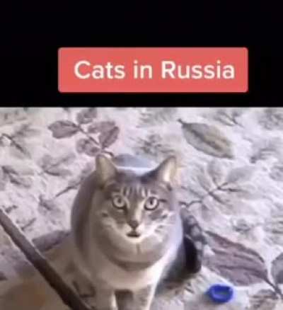 Cats around the world