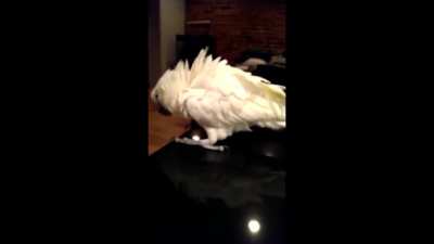 angry birb