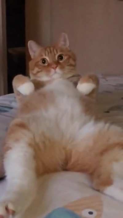 Lazy chonk