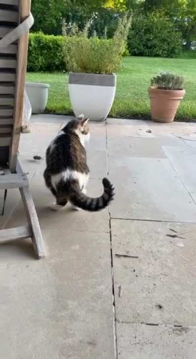 He's doing his best..