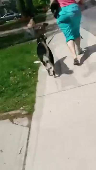 Lady refuses to pick up her dogs poop