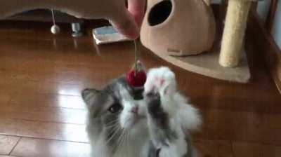 Mustn&rsquo;t harm the delicate cherry!