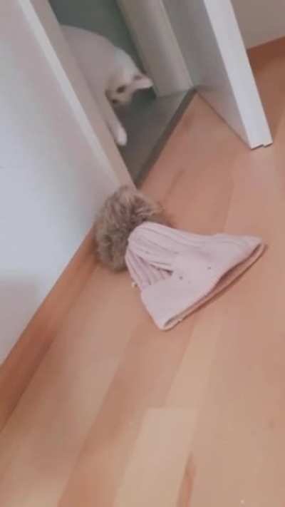 Cat vs Hat